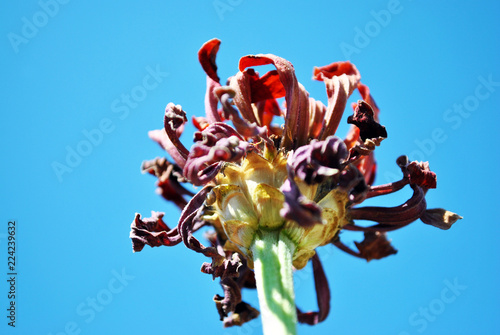 Zinnia bicolor flaccid flower,  close up detail, bright blue sky background