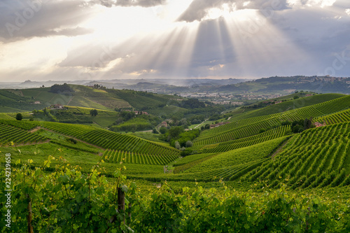Vista dall'alto di paesaggio con verdi colline e vigneti a Barbaresco, Piemonte photo