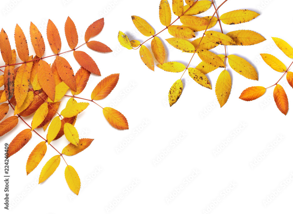 autumn leaves isolated on white background autumn leaves isolated on white background