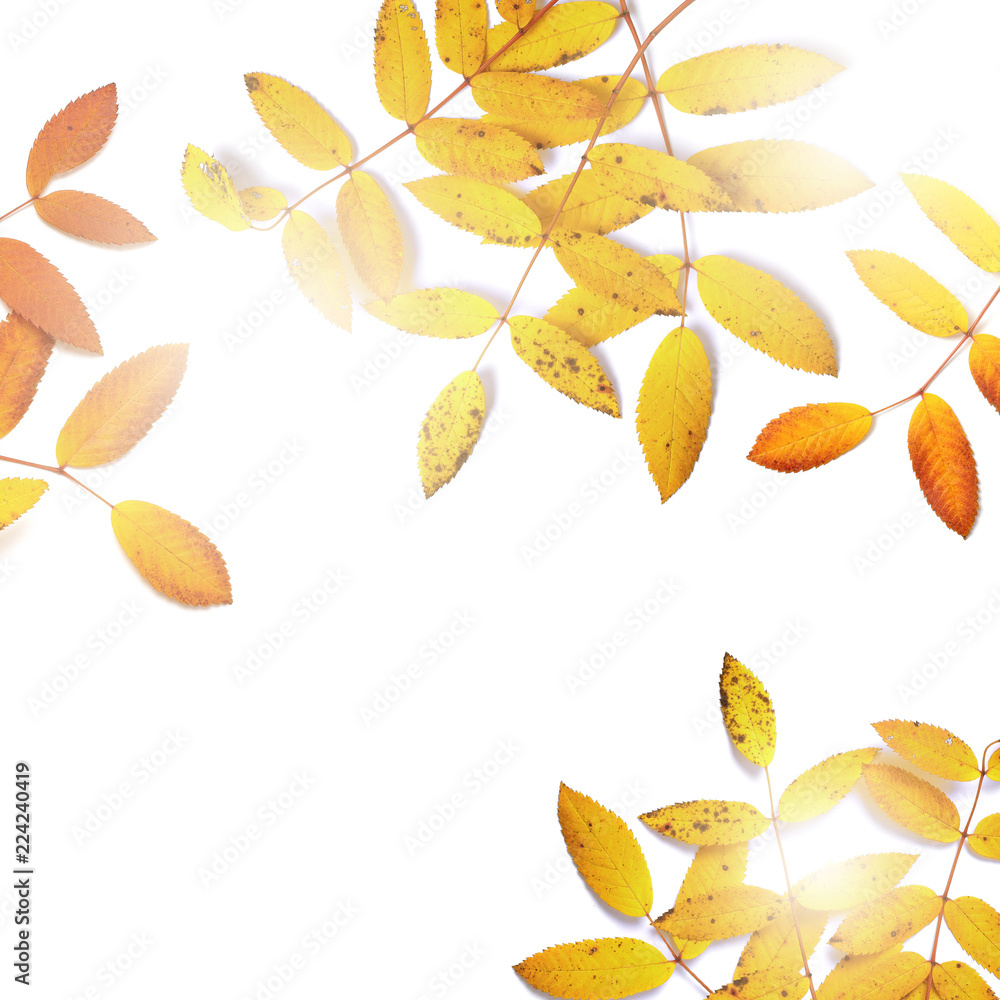 autumn leaves isolated on white background. foliage with sunlight