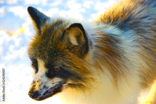 The fox is standing in the snow.