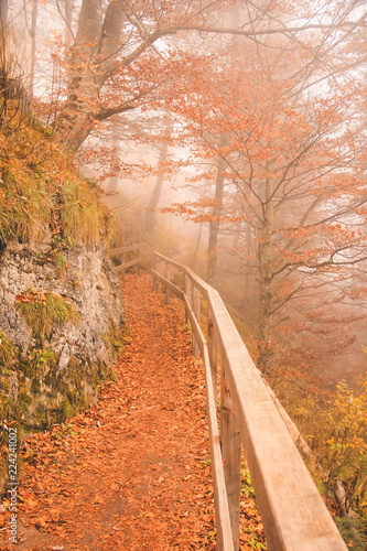 Beautiful autumn romantic alley in a forest with a bridge