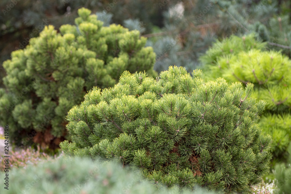Cultivar dwarf mountain pine Pinus mugo var. pumilio in the rocky garden Cultivar dwarf mountain pine Pinus mugo var. pumilio in the rocky garden