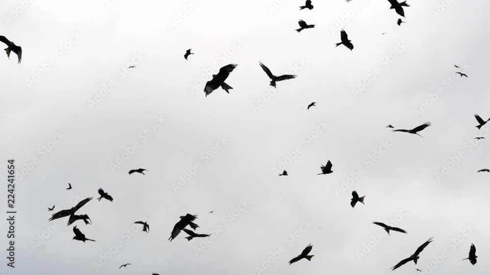 Red Kites Red Kites