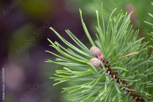 Cultivar dwarf mountain pine Pinus mugo var. pumilio in the rocky garden photo