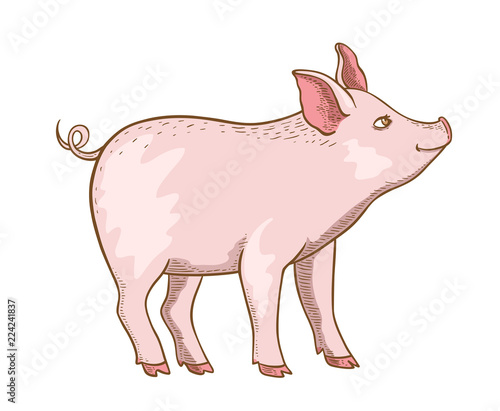 Cute pink little pig
