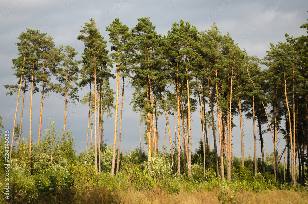 Obraz premium landscape with trees