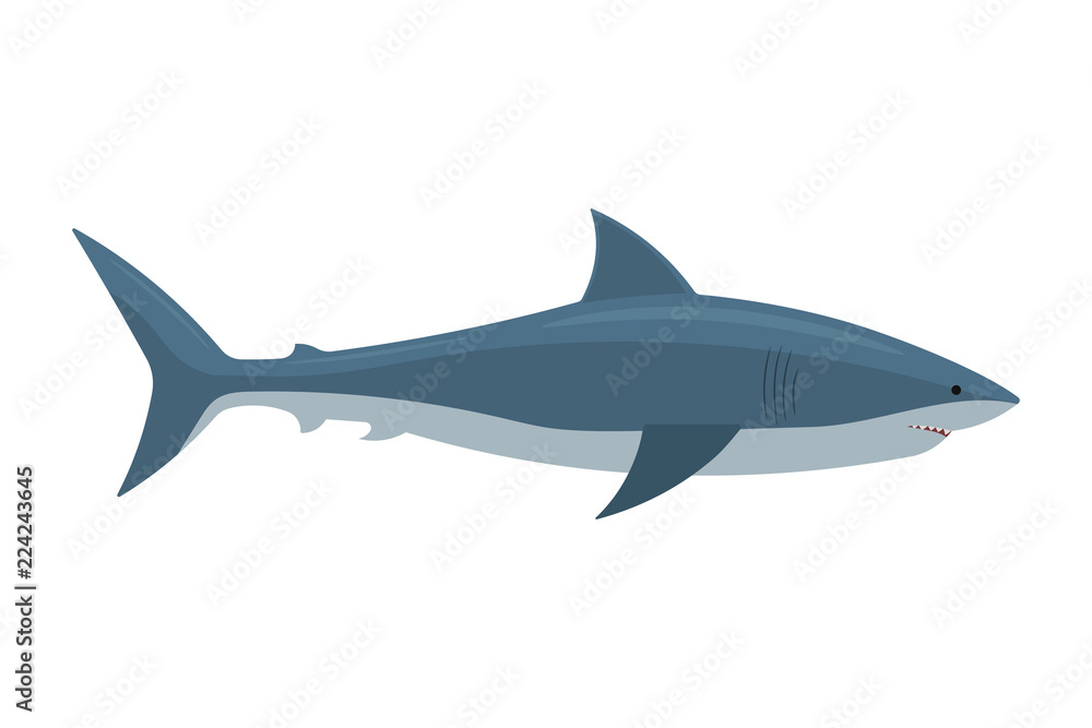 Shark. Vector illustration. Isolated.