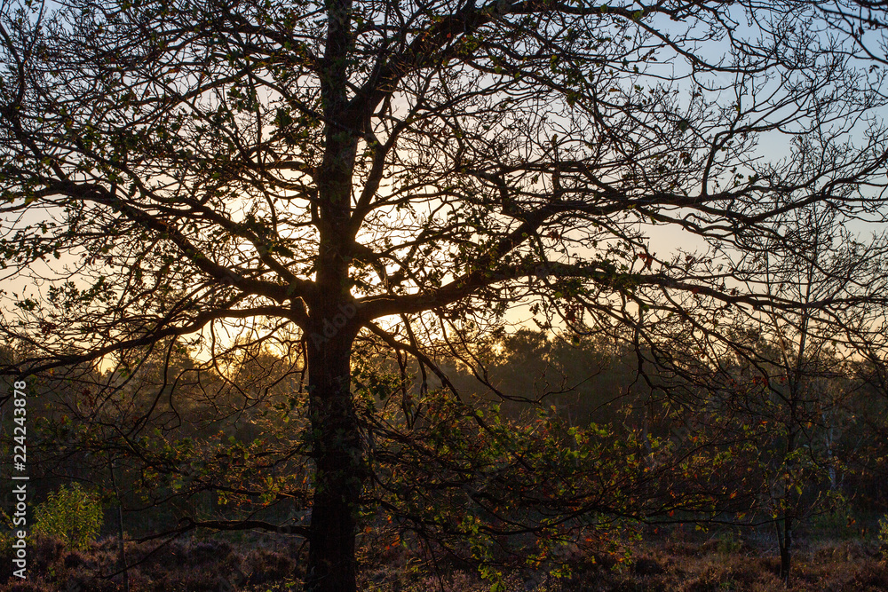 Sunset on a moorland with the sun shining through the branches of a tree in the heath field