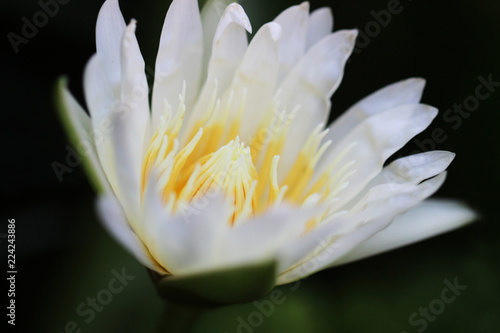 Close up white lotus flower  Water lily.