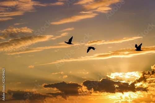 birds flying in the sky at sunset