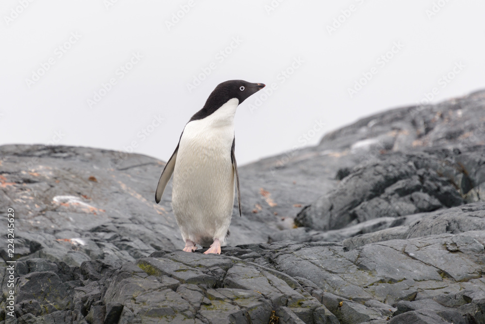 Fototapeta premium Adelie penguin on beach