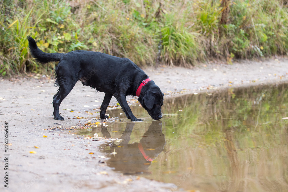 Black Labrador catches fish in the pond Black Labrador catches fish in the pond
