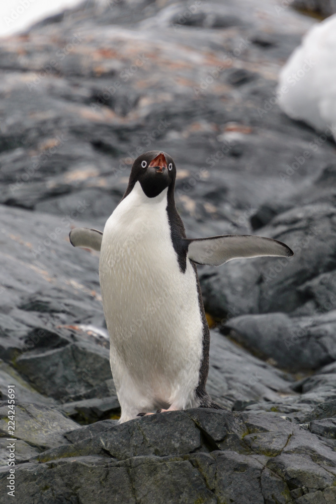 Obraz premium Adelie penguins on beach 