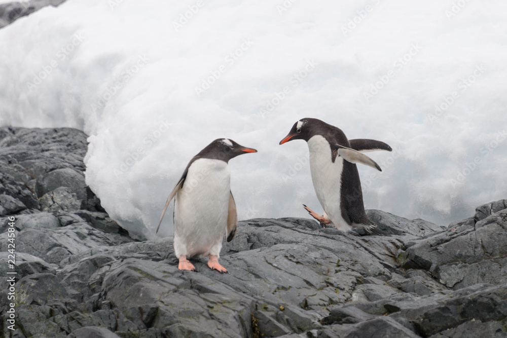 Obraz premium Two gentoo penguins going on beach