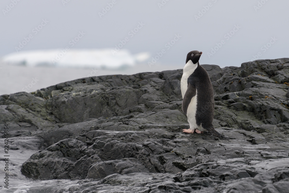 Obraz premium Gentoo penguin on beach