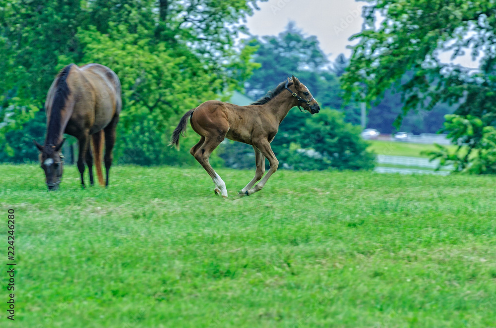Mare and colt running Mare and colt running