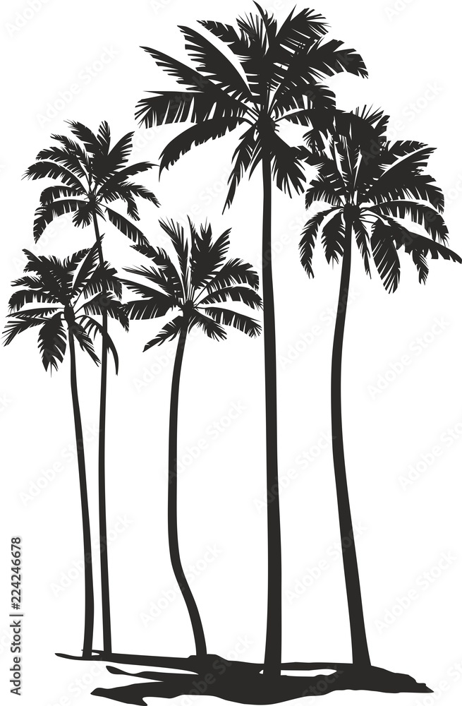 Fototapeta premium Palms trees