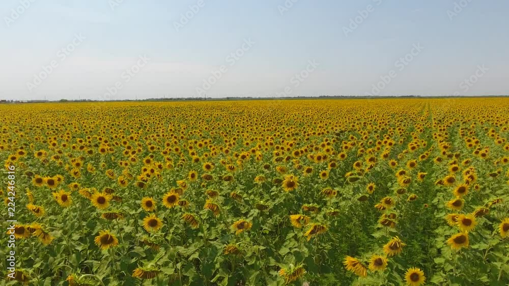Field of sunflowers. Aerial view of agricultural fields flowering oilseed. Top view. Field of sunflowers. Aerial view of agricultural fields flowering oilseed. Top view.