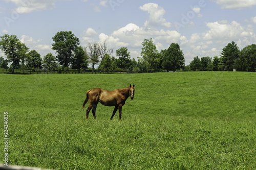 Thoroughbred horses on a Kentucky horse farm © Barrys Gallery 