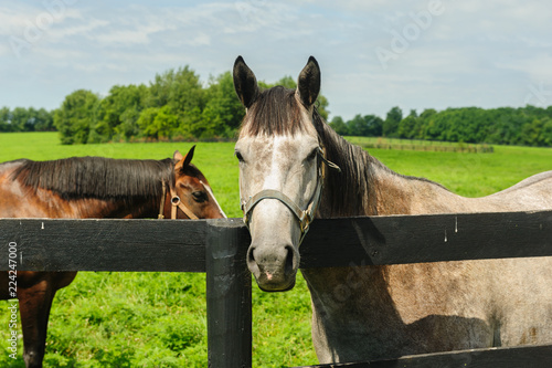 Grey horse