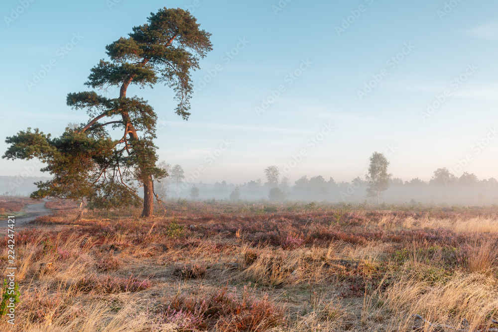 Ταπετσαρία Autumn sunrise with mist in a typical Dutch landscape of heather in a moorland f