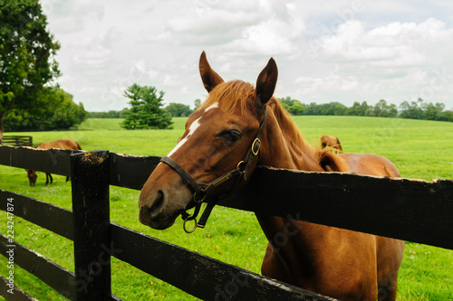 Thoroughbred horse