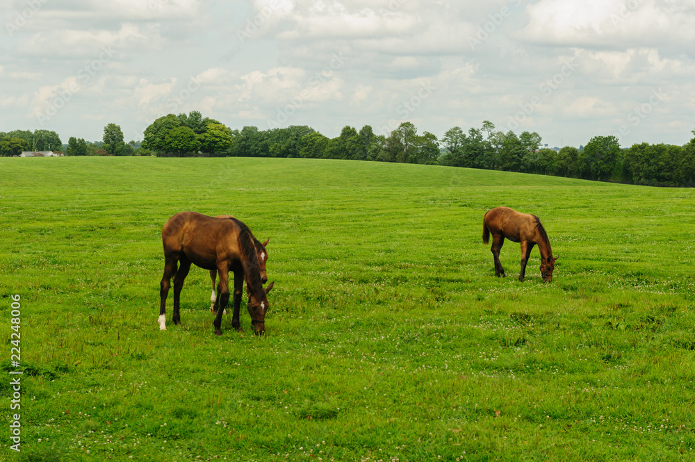 Thoroughbred horses grazing