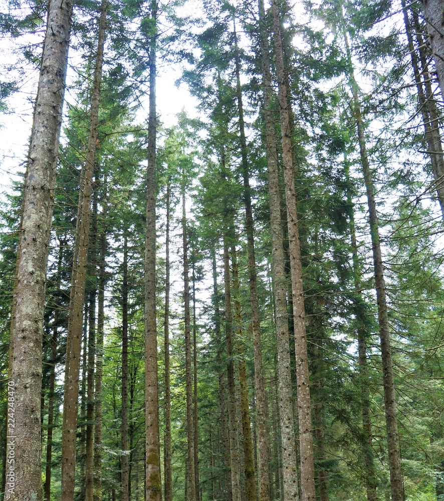 Fototapeta premium Wald