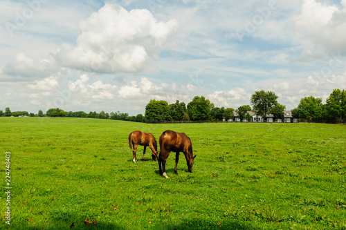 Horses grazing © Barrys Gallery 