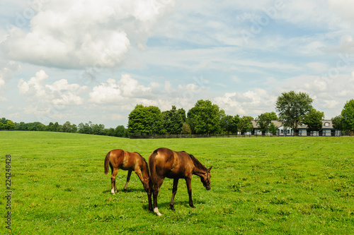 Horses on a farm