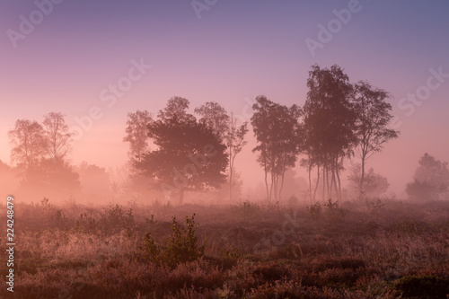 Sunrise with early morning dew in a Dutch purple coloured misty landscape of a moorland field with solitary trees