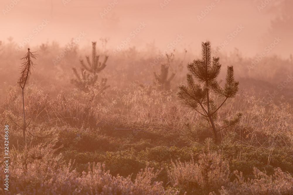 Sunrise with mist in a typical Dutch landscape of heather in a moorland field with solitary trees Sunrise with mist in a typical Dutch landscape of heather in a moorland field with solitary trees