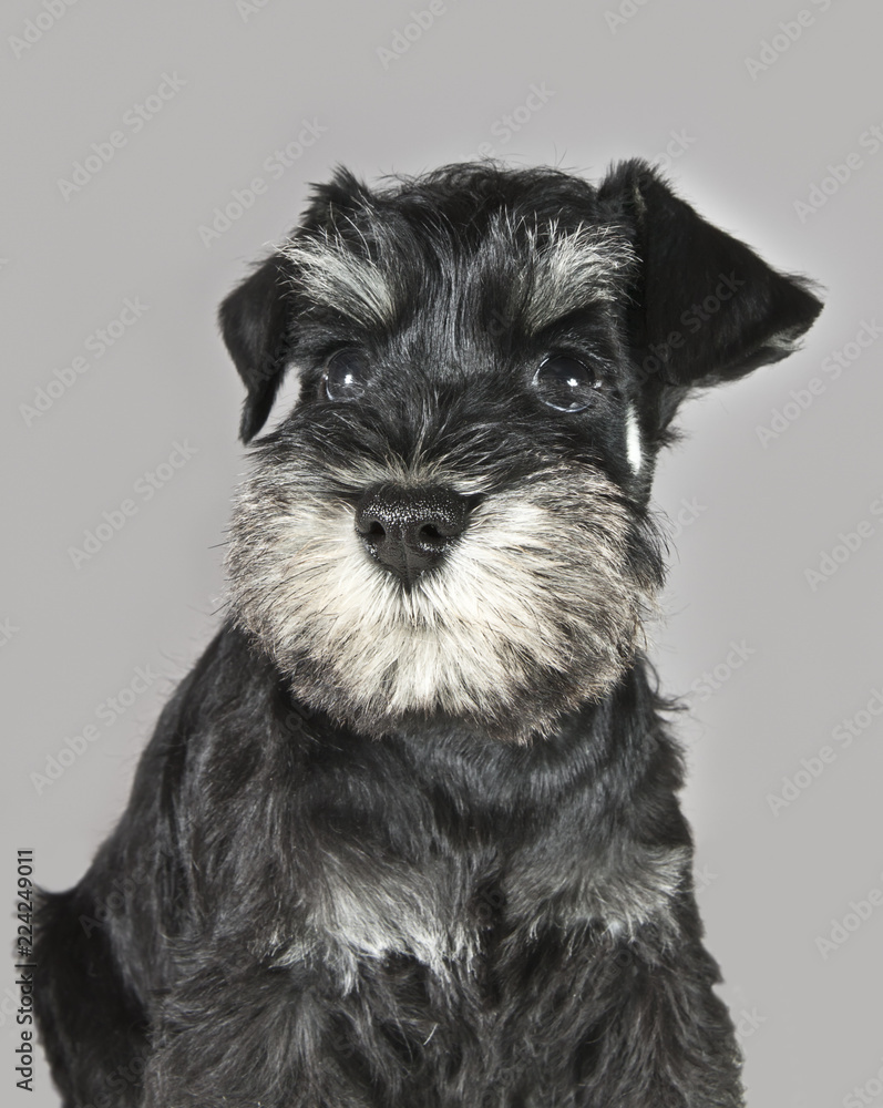 curious black and silver schnauzer puppy