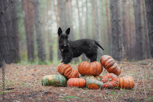 Black scotch terrier dog standing on a slide of pumpkins in among autumn trees