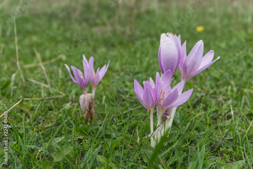 Mountain flowers in Slovakia