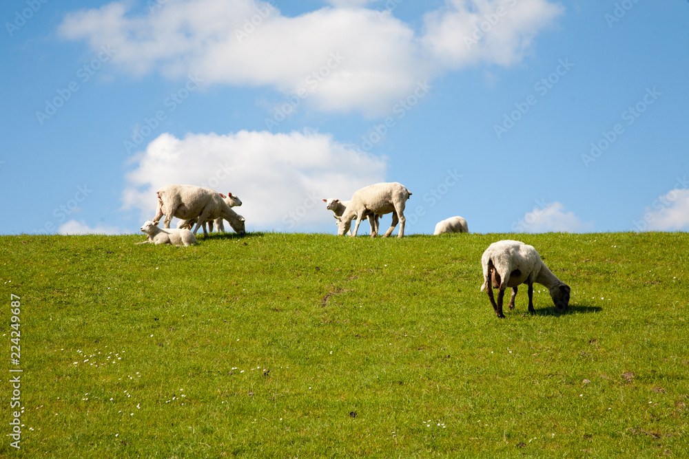 Schafe in norddeutsche Landschaft