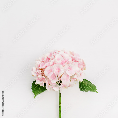 Photographie Pink hydrangea flower on white background. Flat lay, top view.