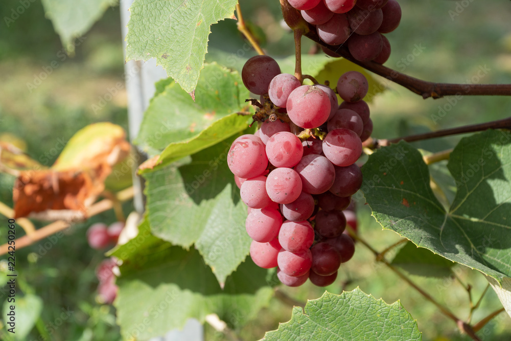 Grapes growing on the branch