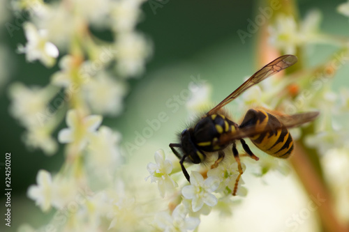 bee on flower