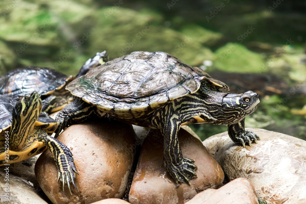 Fototapeta premium Turtle