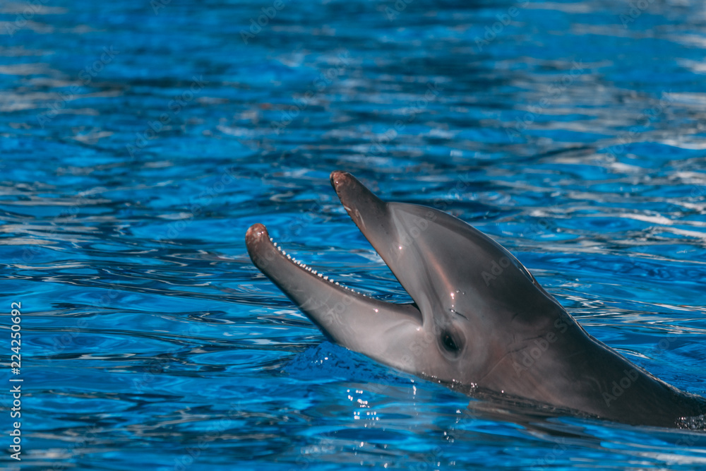 Fototapeta premium Happy Dolphin