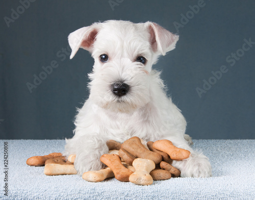 puppy with dog biscuits bones