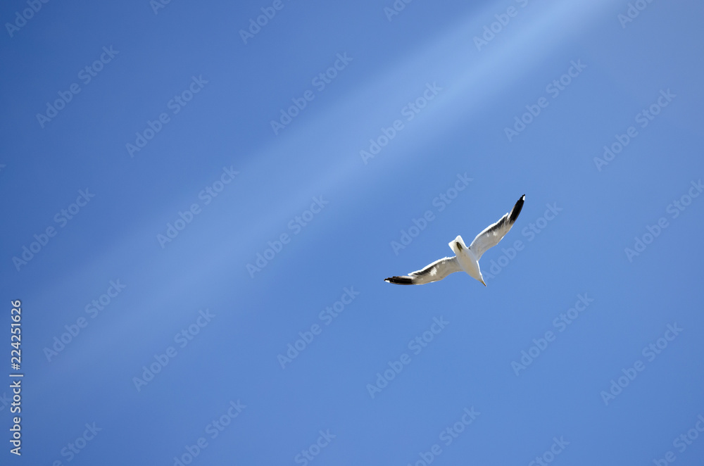 Obraz premium Blue Sky