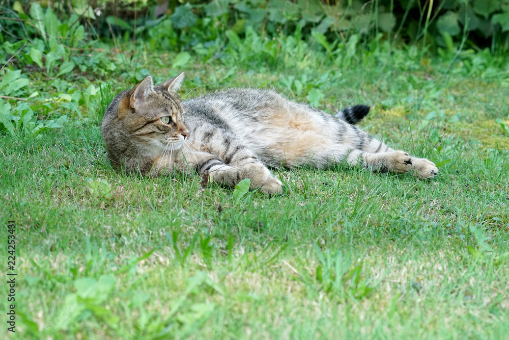 Obraz premium Gray White Striped European Shorthair Cat Lightened In The Garden With Studio Lightning And Produces So Special Sharp Photos 