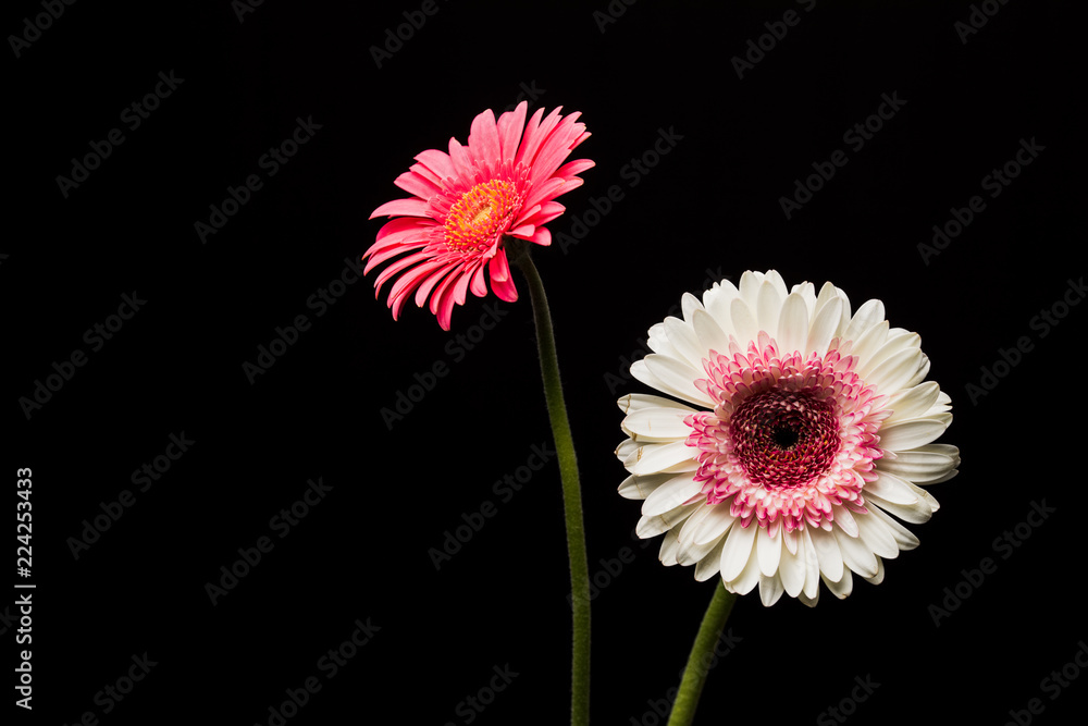 ガーベラ 二色 Stock 写真 Adobe Stock ガーベラ 二色 Stock 写真 Adobe Stock