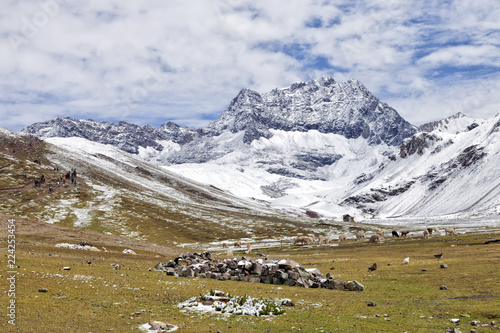 High altitude trek to Rainbow Mountains through pastures with grazing llamas and alpacas, snowy Andes, Peru . © Yols