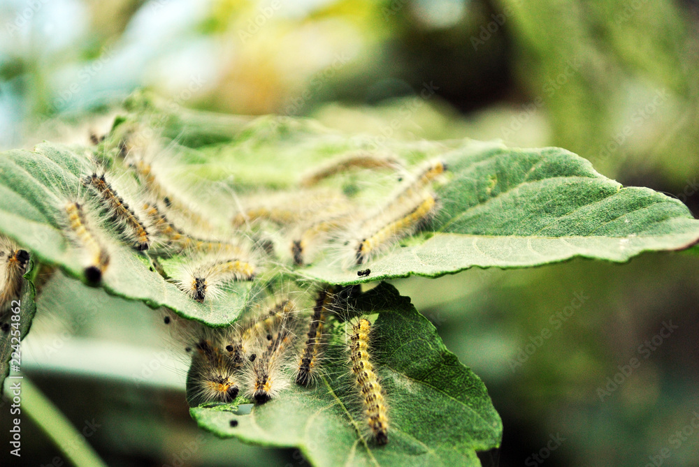 Fototapeta premium Aporia crataegi (black-veined white) caterpillars eating green acer leaves, close up macro detail, soft blurry bokeh