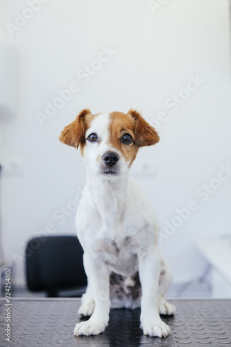 isolated pensive dog on white background