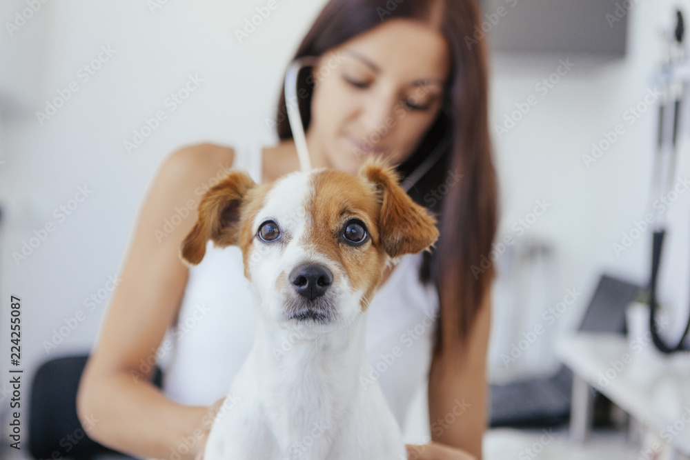 woman checking the heart rhythm of a young pet woman checking the heart rhythm of a young pet
